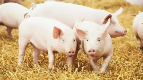 豬羊的圍欄內(nèi)外 解讀現(xiàn)代畜牧業(yè)的動物福利真相